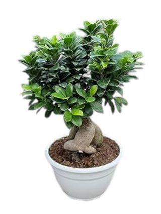 Bonsai piccolo