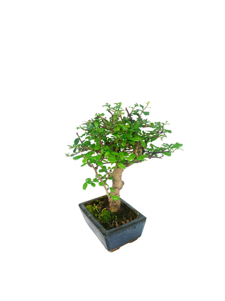 Bonsai piccolo