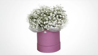 Flower box sa gipsofilom