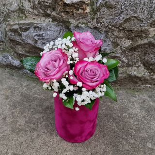 Roze ruže u plišanoj kutiji