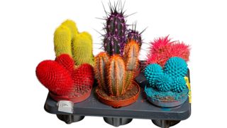 Mini Kaktus