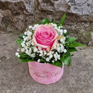 Roze ruža u plišanom boxu