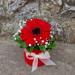 Gerber u crvenom boxu