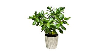 Crassula