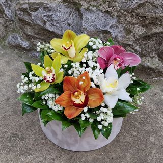 Orhideje u plišanom boxu