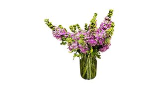 Matijole nežno ljubočaste