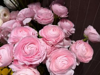 Ranunkulus roze
