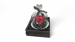 Svetleća večna ruža