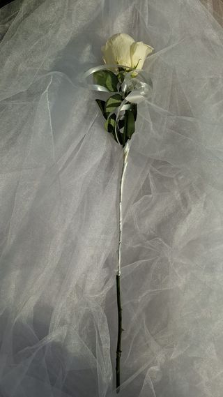 Ruža komad bela