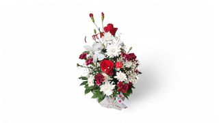 Box ruža i margatere