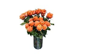 Ruža koralno narandžasta