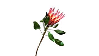 Protea