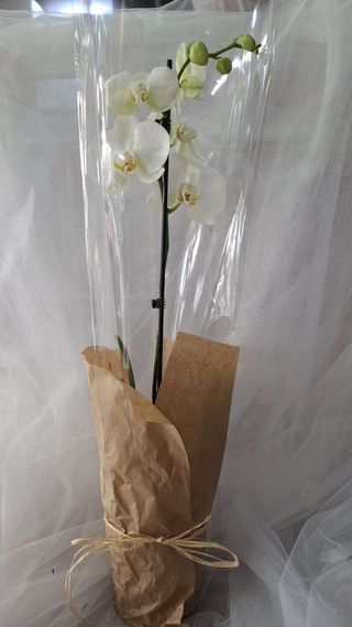 Orhideja jedna grana bela