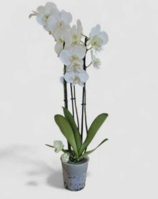 Orhideja dve grane bela