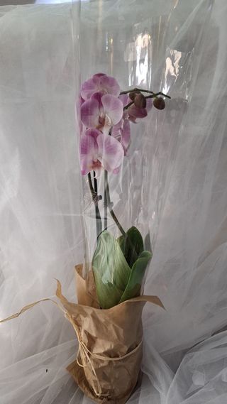 Orhideja dve grane roze