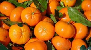 Clementine pugliesi 1 kg