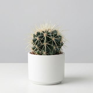 Cactus Gift Pot