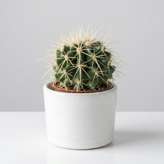 Cactus Medium Gift Pot