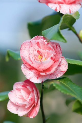 Camelia