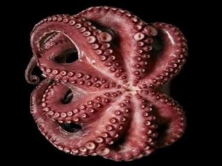 Carpaccio di polipo per 2 persone