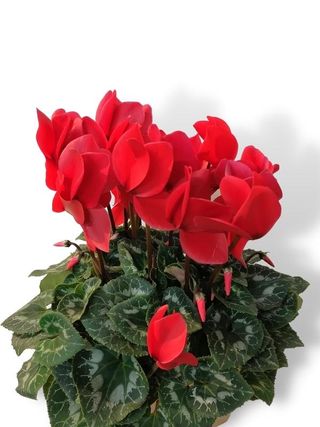 Ciclamino rosso