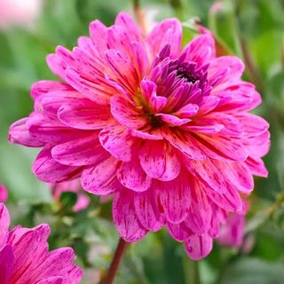 Dalia