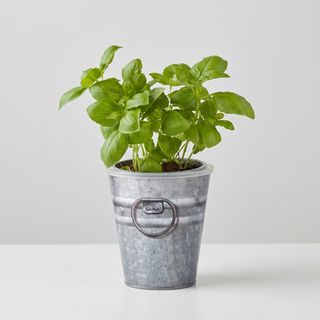 Decorative Herb Pot