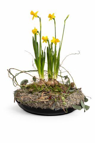 Dekoracija za sto lukovice narcisa 