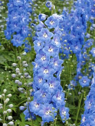 Delphinium
