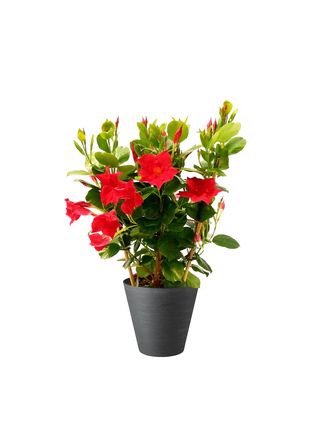 Dipladenia