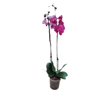 Double Stem Orchid