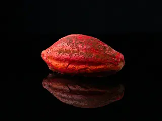 Fava di cioccolato