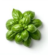 Fresh Basil