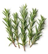 Fresh Rosemary
