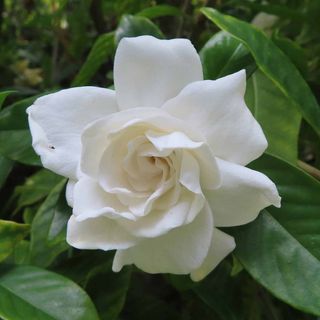 Gardenia