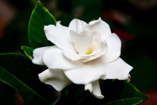 Gardenia profumata