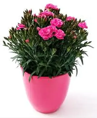 Garofani