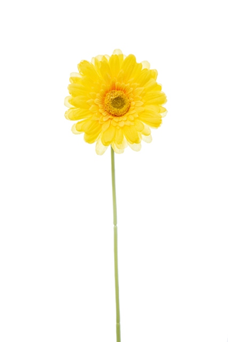 Gerbera singola