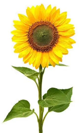 Girasole
