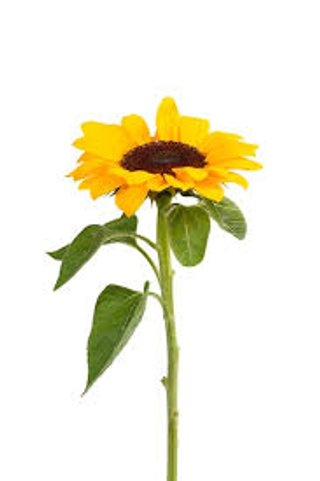 Girasole