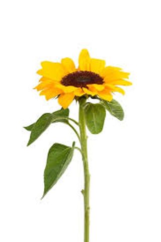 Girasole