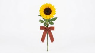 Girasole