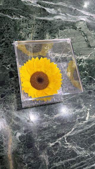 Girasole eterno