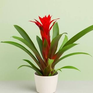 Guzmania