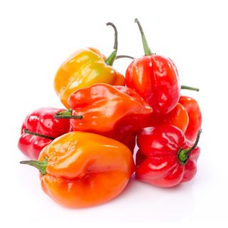 Habanero Peppers