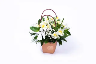 Hardy Majestic Alstroemeria