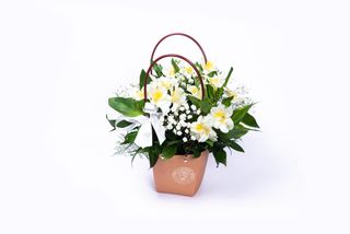 Hardy Majestic Alstroemeria