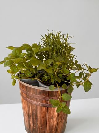 Herb Trio (Basil Mint & Rosemary)