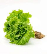 Hydroponic Lettuce 1 unit
