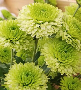 Green Chrysanthemum